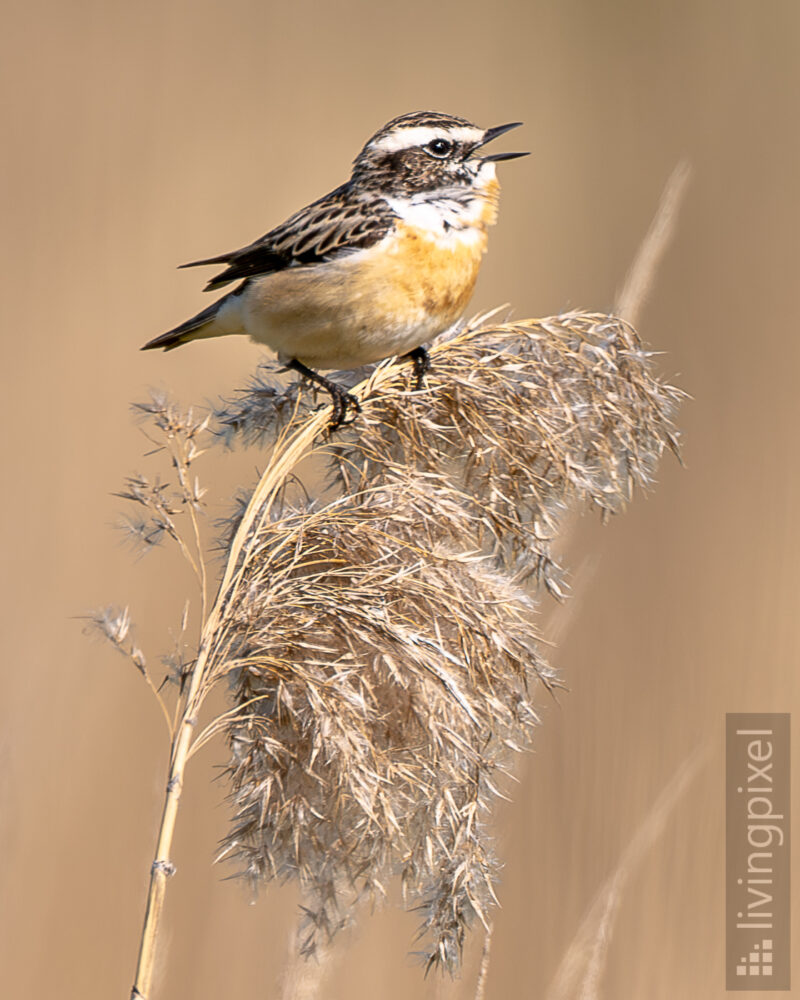 Braunkehlchen (Whinchat)