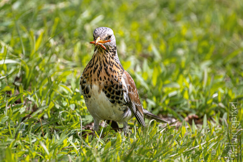 Wacholderdrossel (Fieldfare)