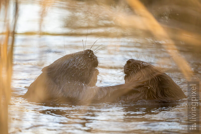 Europäischer Biber (Eurasian beaver)