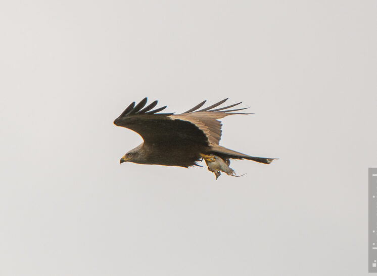 Schwarzmilan (Black kite)