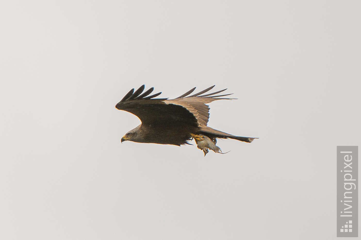 Schwarzmilan (Black kite)