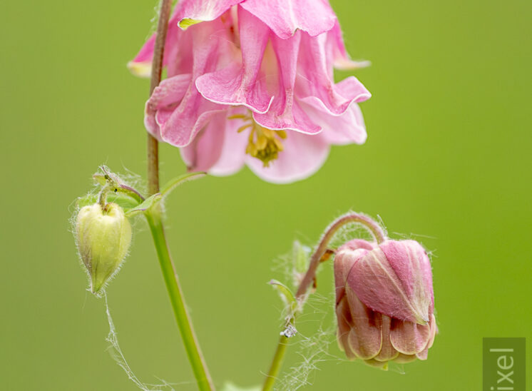 Akelei (Aquilegia)