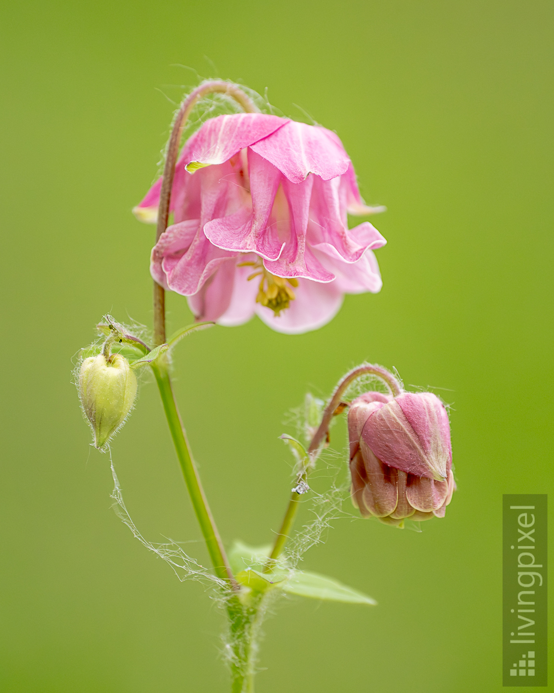 Akelei (Aquilegia)