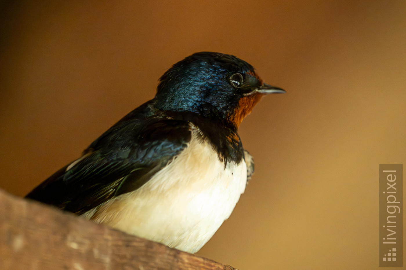 Rauchschwalbe (Barn swallow)