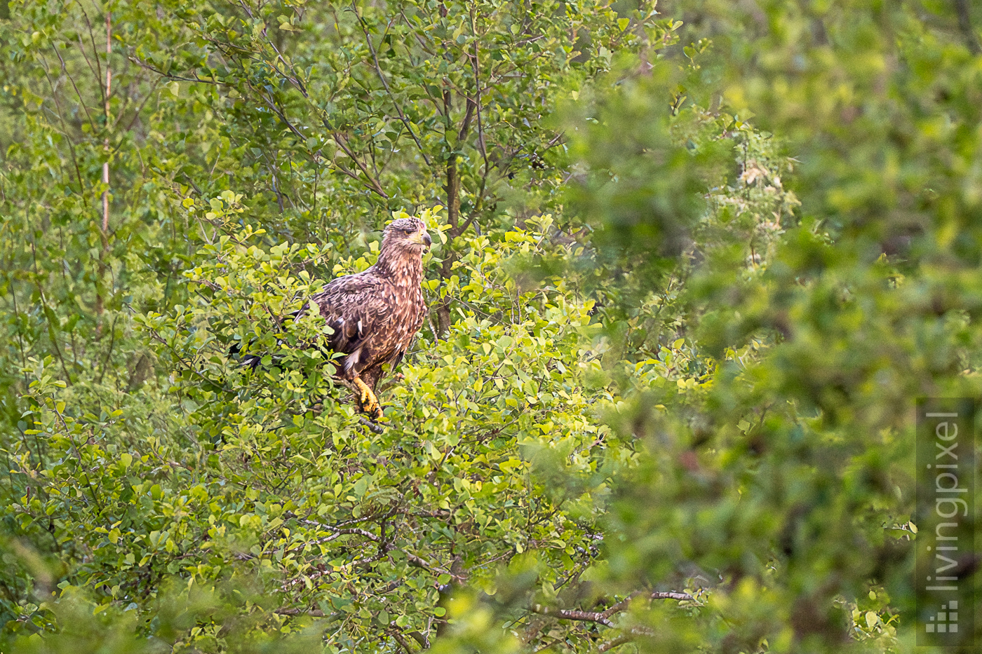 Seeadler