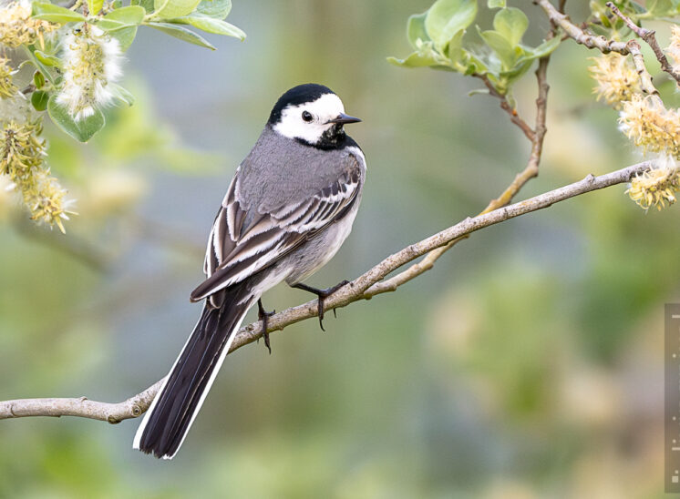 Bachstelze (White wagtail)