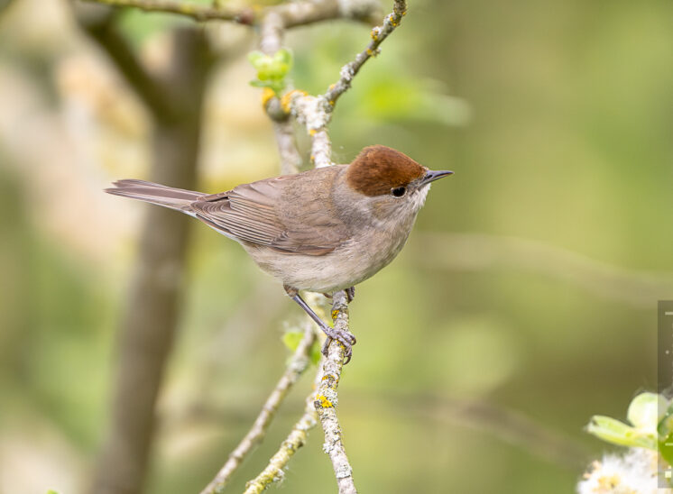 Mönchsgrasmücke (Eurasian blackcap)