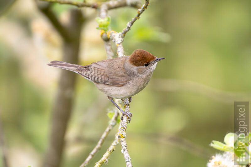 Mönchsgrasmücke (Eurasian blackcap)