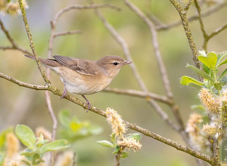 Zilpzalp (Common chiffchaff)