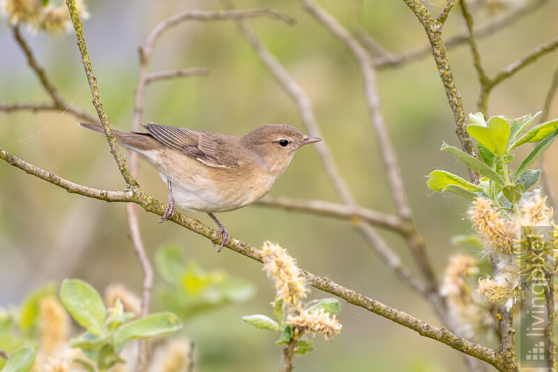 Zilpzalp (Common chiffchaff)