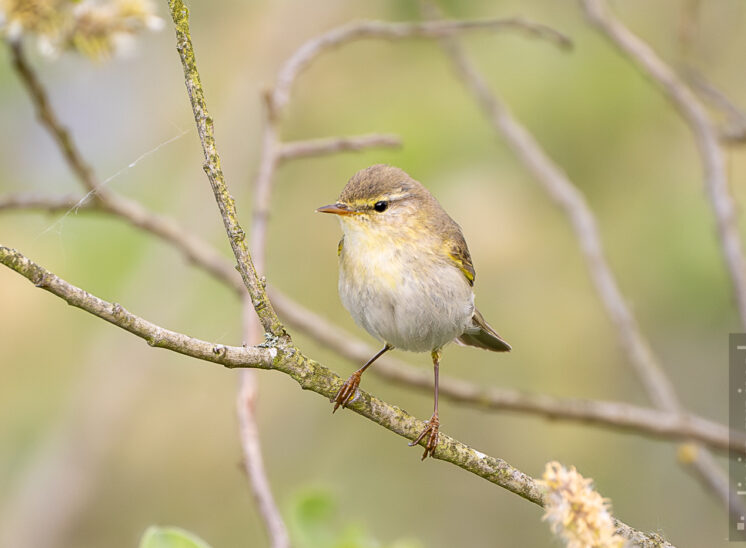 Zilpzalp (Common chiffchaff)