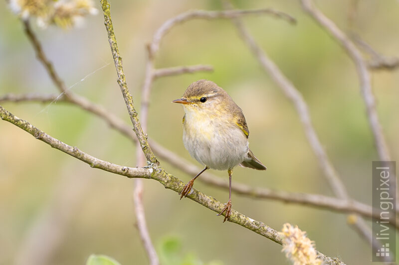 Zilpzalp (Common chiffchaff)