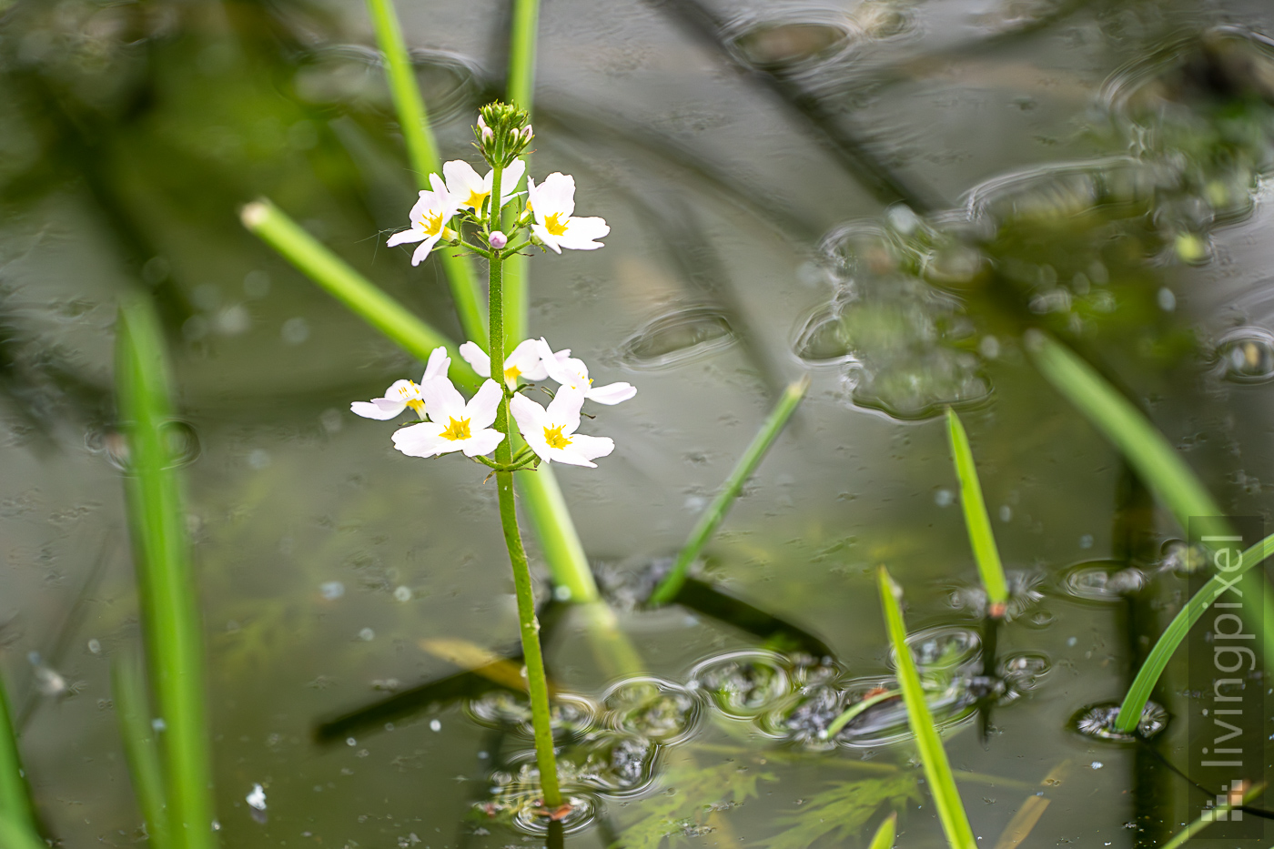 Wasserfeder (Water violet)