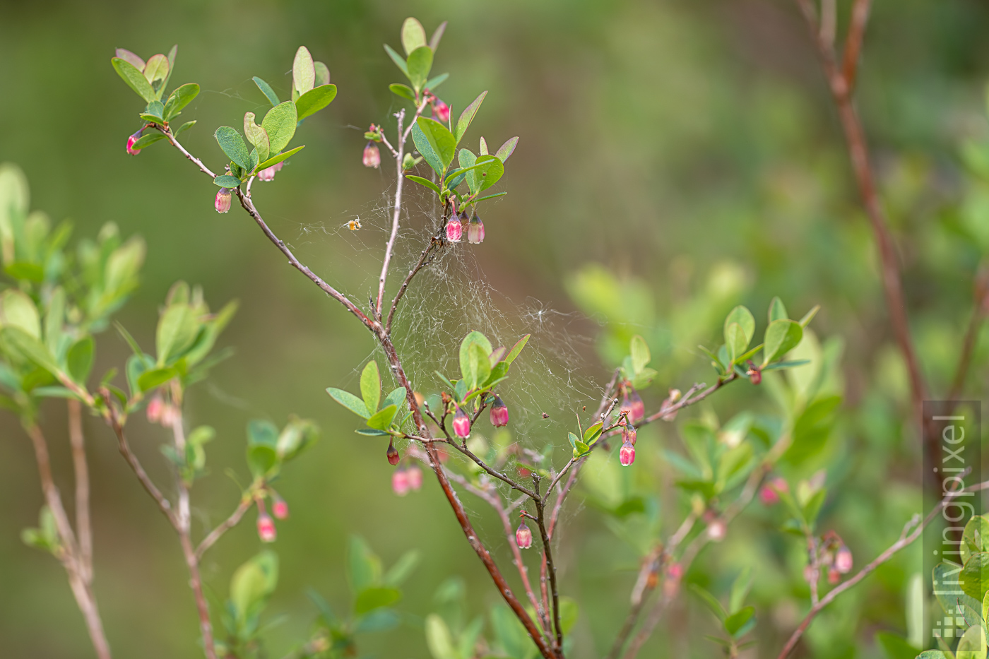 Rauschbeere (Vaccinium uliginosum)