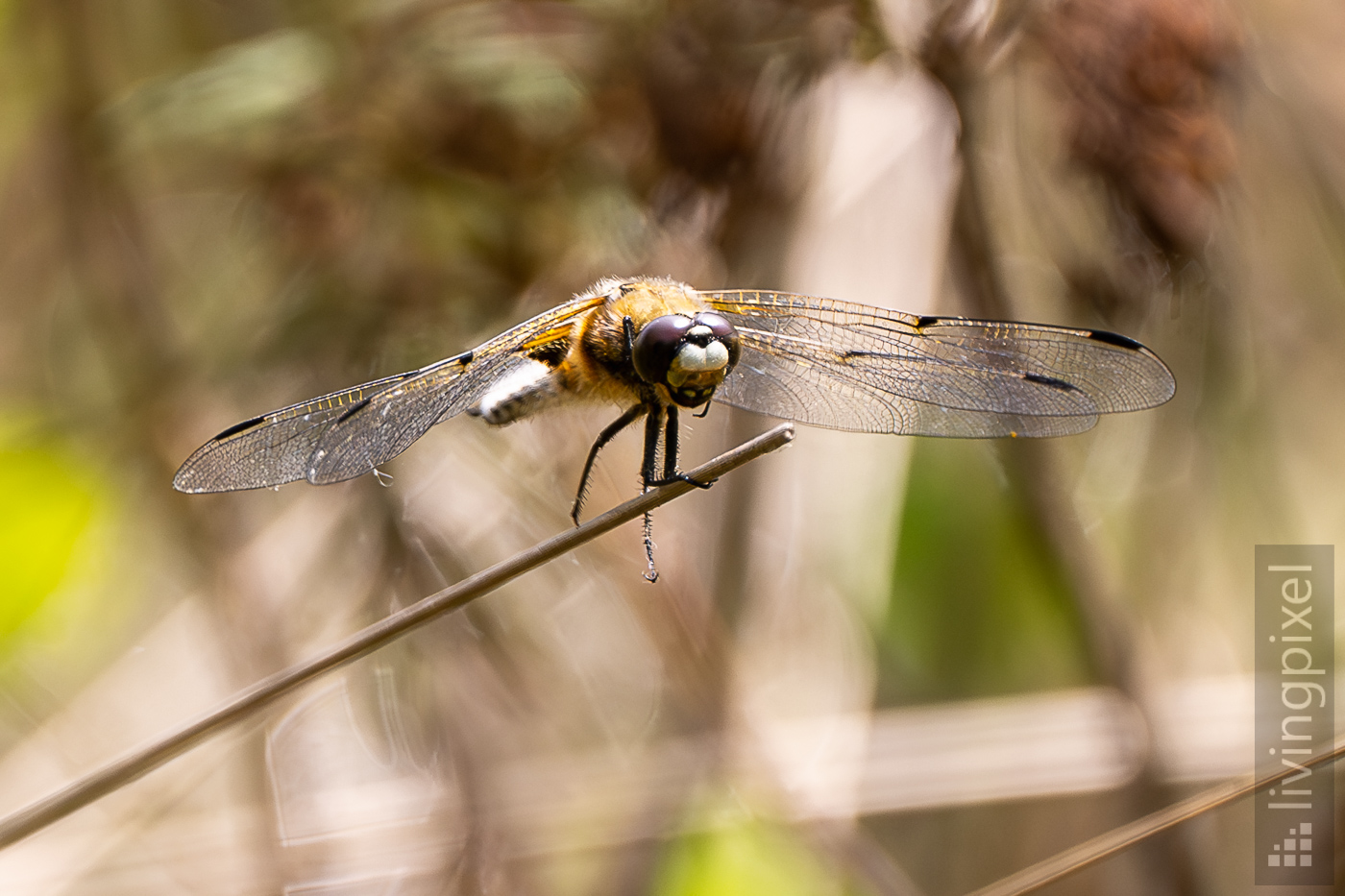 Vierfleck (Four-spotted chaser)