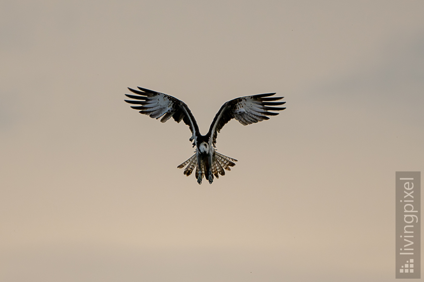 Fischadler (Osprey)