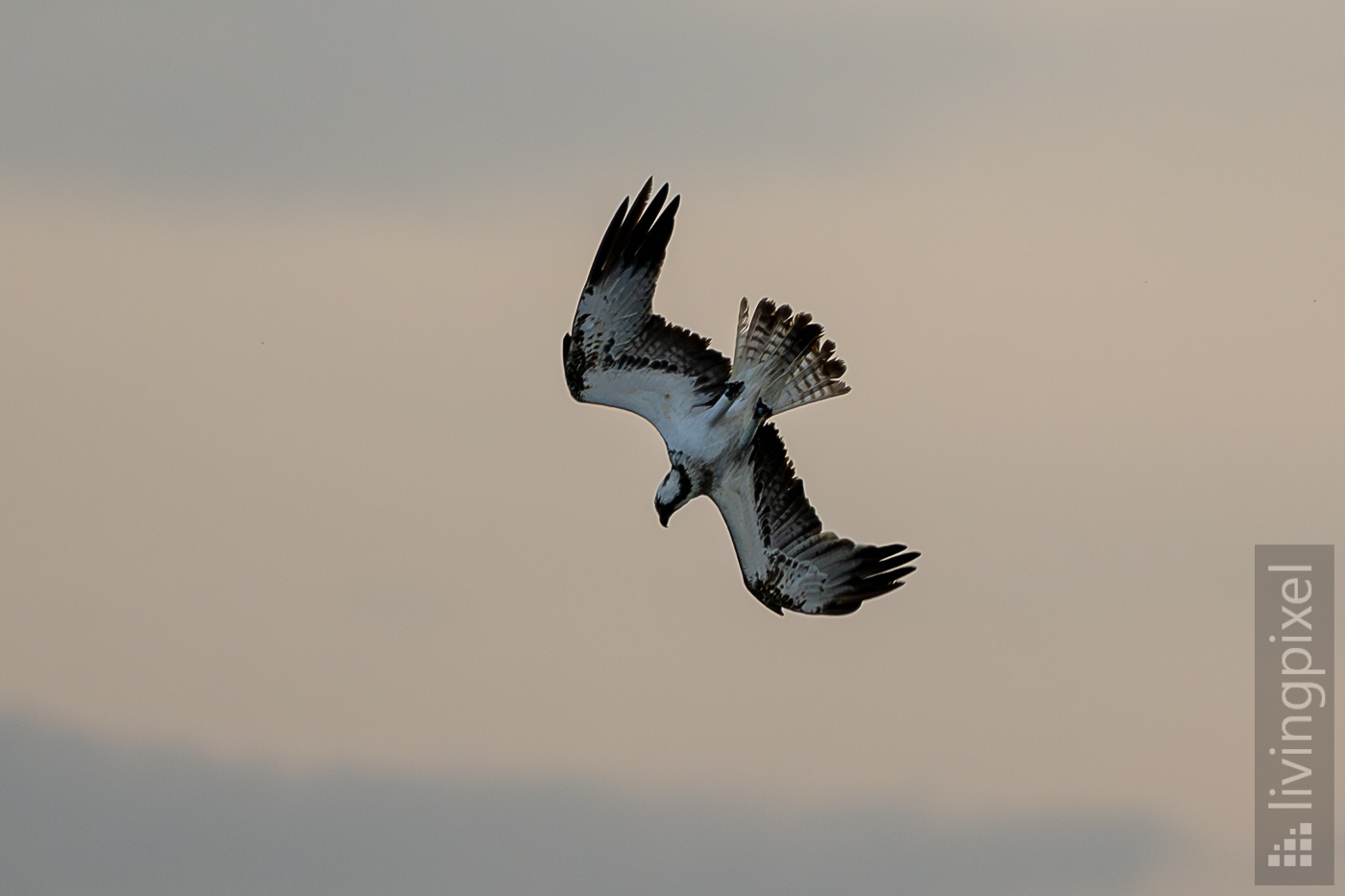 Fischadler (Osprey)