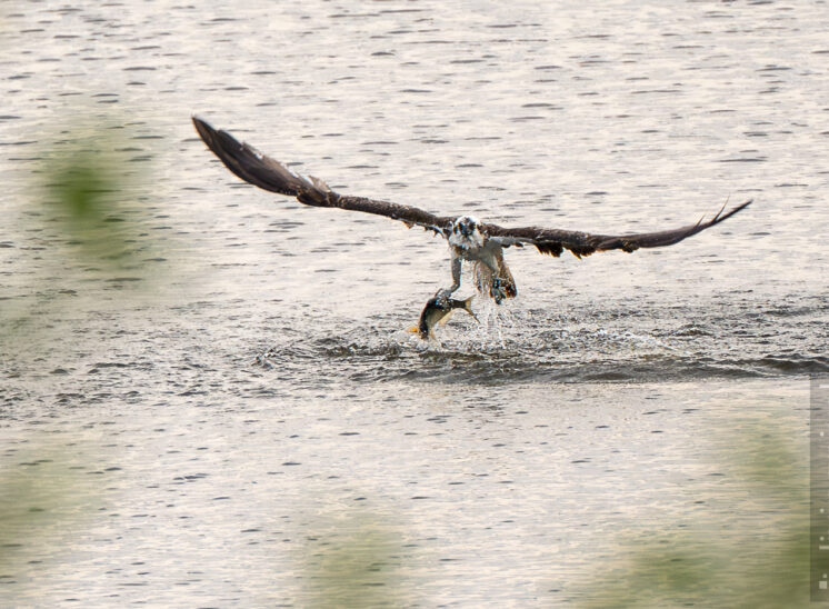 Fischadler (Osprey)