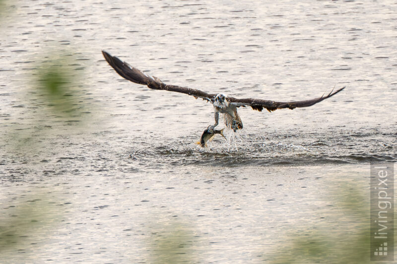 Fischadler (Osprey)