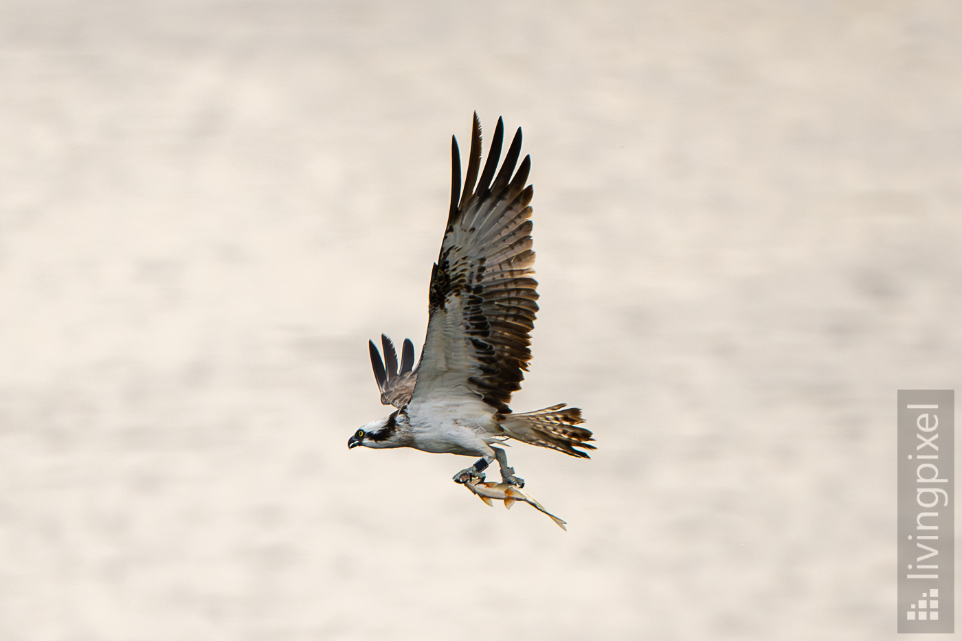 Fischadler (Osprey)