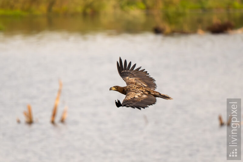 Seeadler