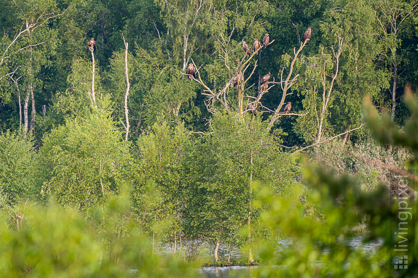 Seeadler