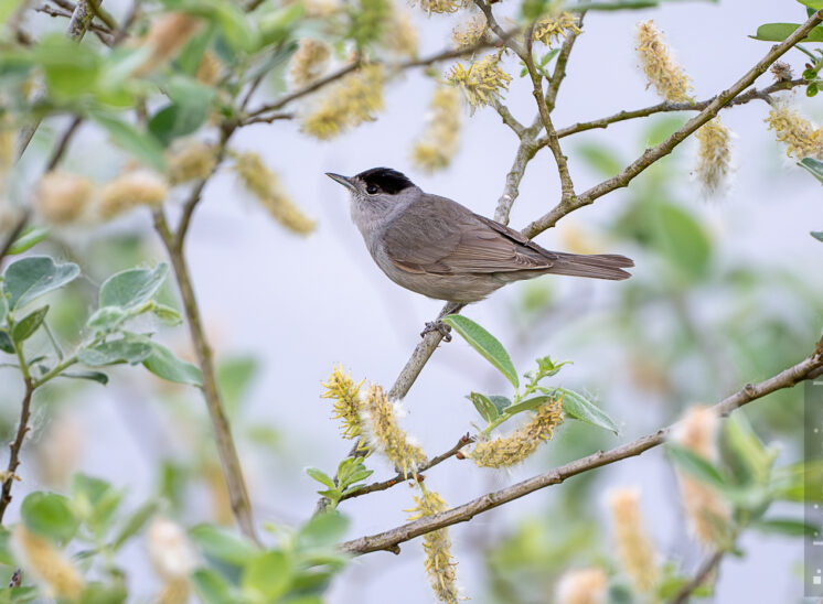 Mönchsgrasmücke (Eurasian blackcap)