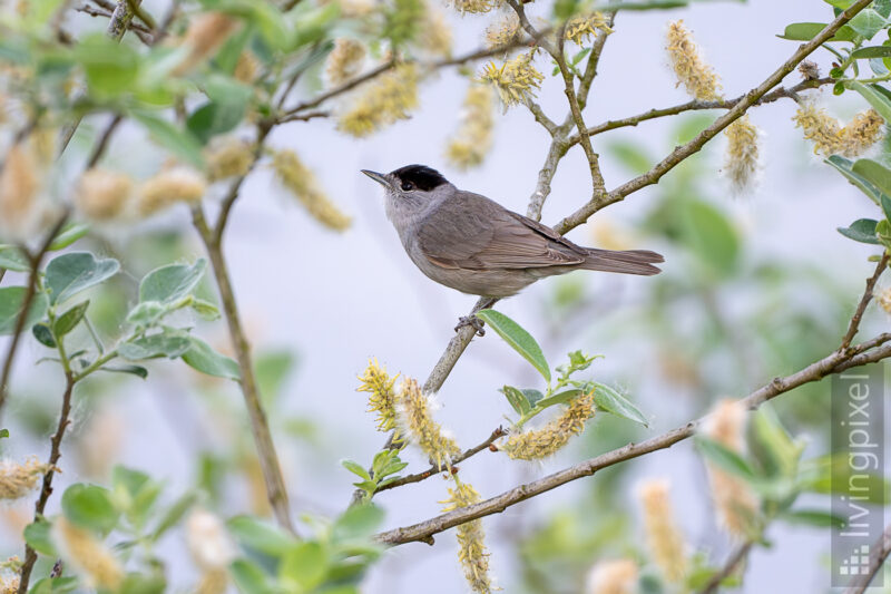 Mönchsgrasmücke (Eurasian blackcap)