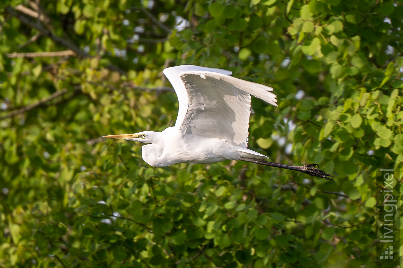 Silberreiher (Great egret)