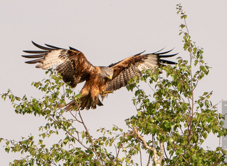 Rotmilan (Red kite)