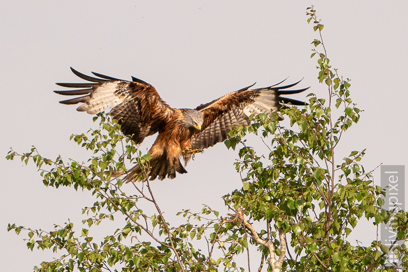 Rotmilan (Red kite)