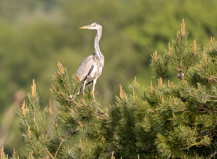 Graureiher (Grey heron)