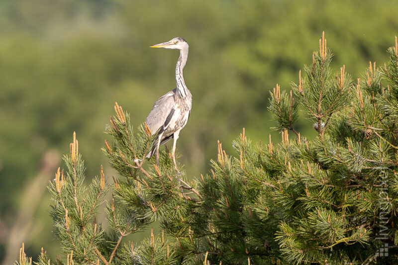 Graureiher (Grey heron)