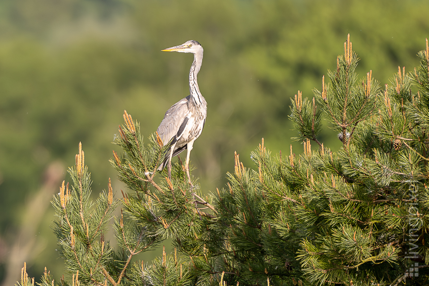 Graureiher (Grey heron)