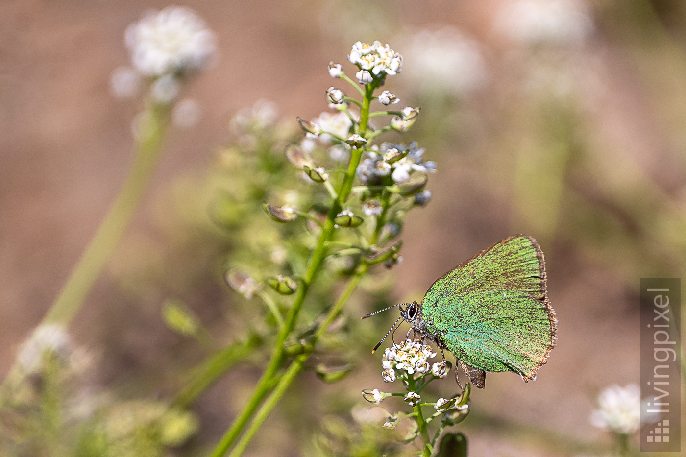 Grüner Zipfelfalter (Green )hairstreak