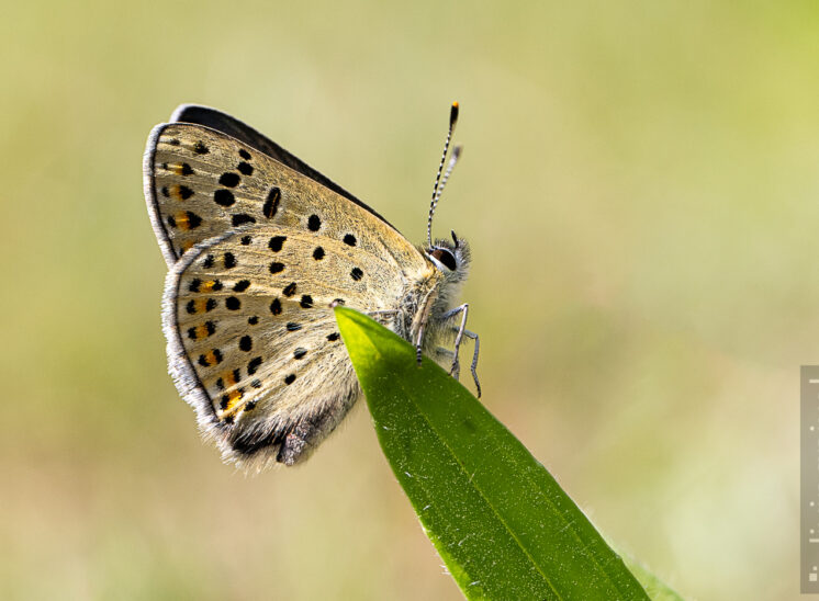 Brauner Feuerfalter (Lycaena tityrus)