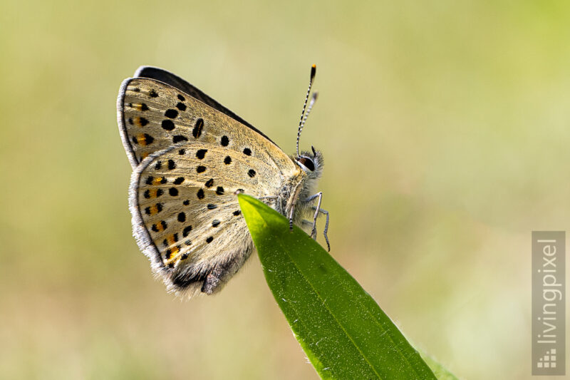 Brauner Feuerfalter (Lycaena tityrus)