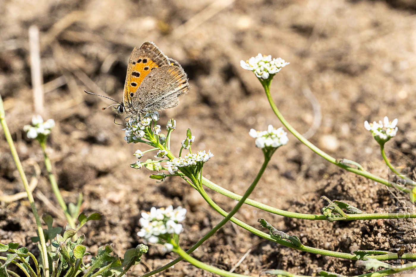 Kleiner Feuerfalter (Common copper)