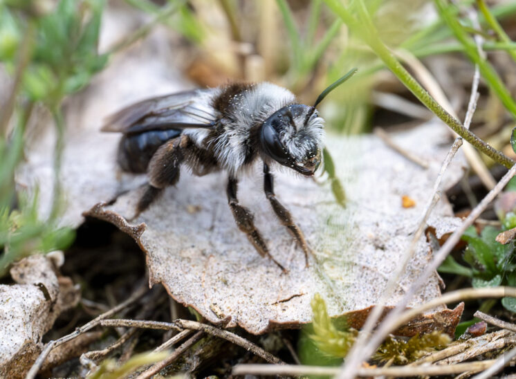 Graue Sandbiene (Ashy mining bee)