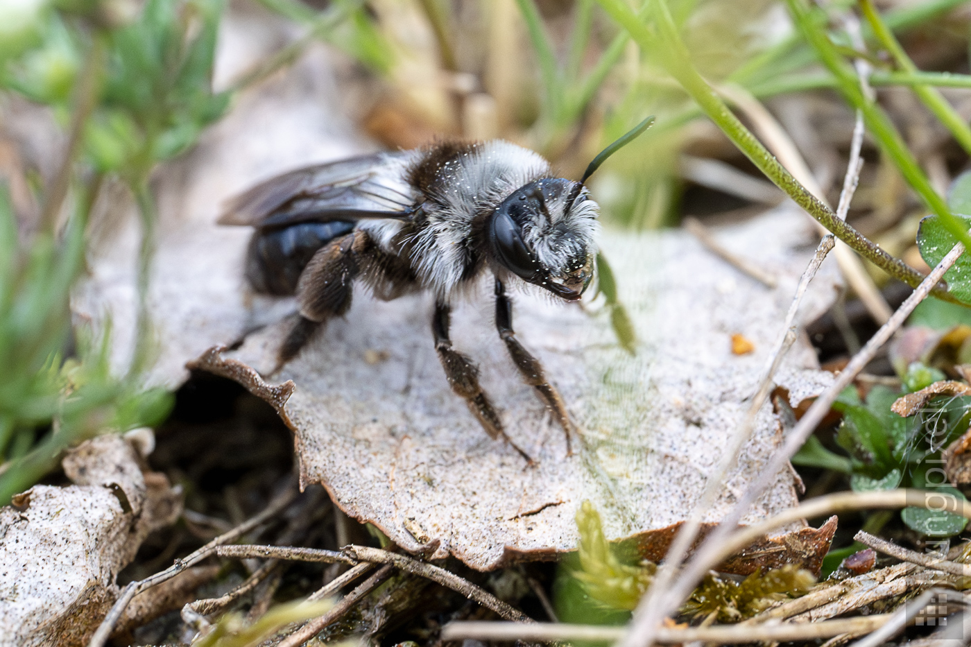 Graue Sandbiene (Ashy mining bee)