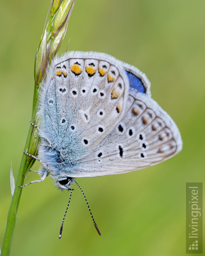 Hauhechel-Bläuling (Common blue)