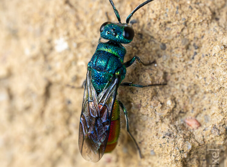 Goldwespe (Cuckoo wasp)