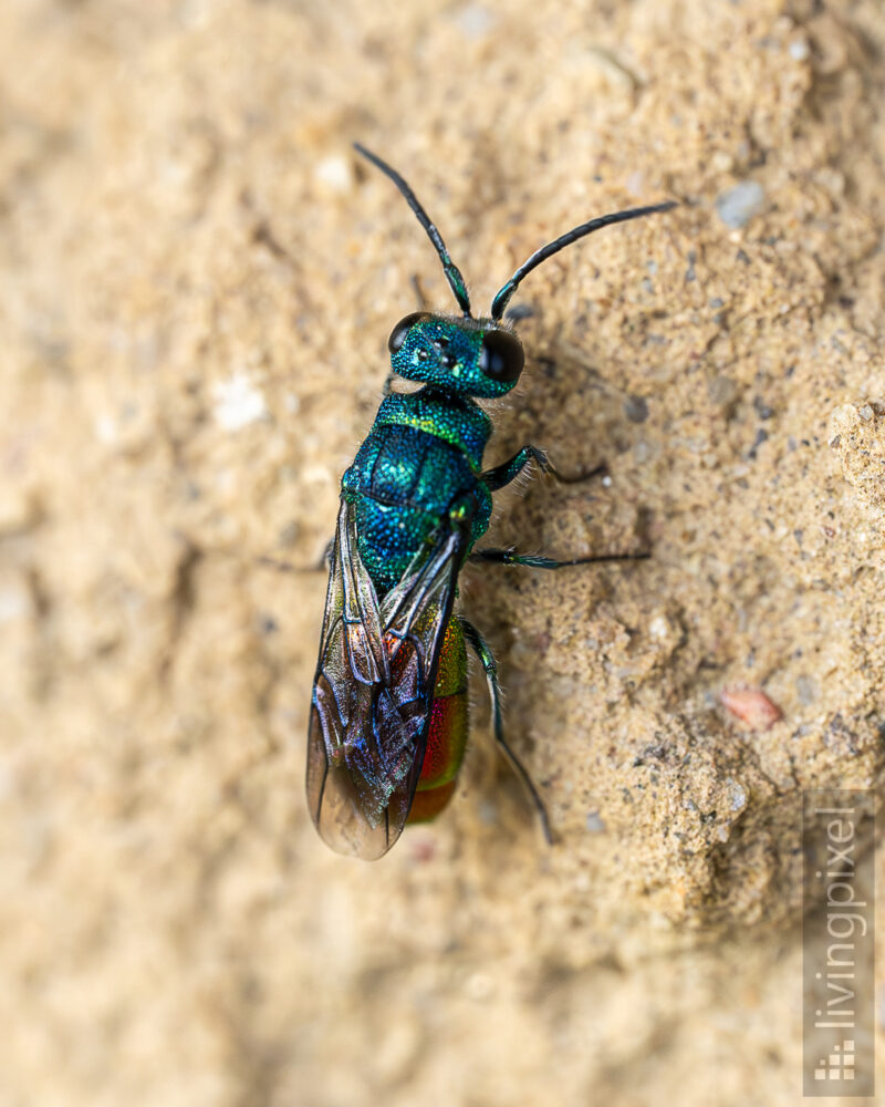 Goldwespe (Cuckoo wasp)