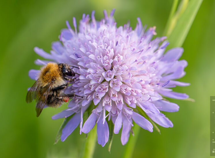 Ackerhummel (common carder bee)