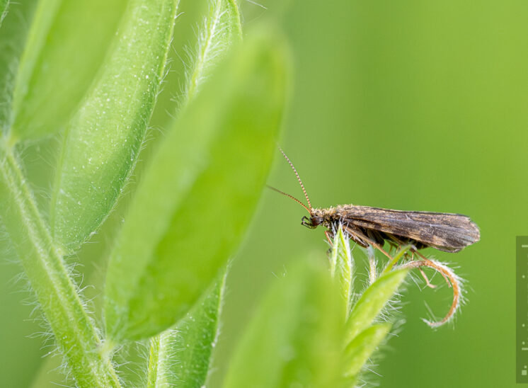 Köcherfliege (Caddisfly)