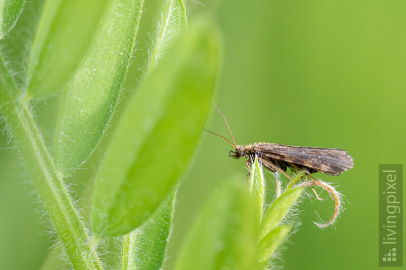 Köcherfliege (Caddisfly)