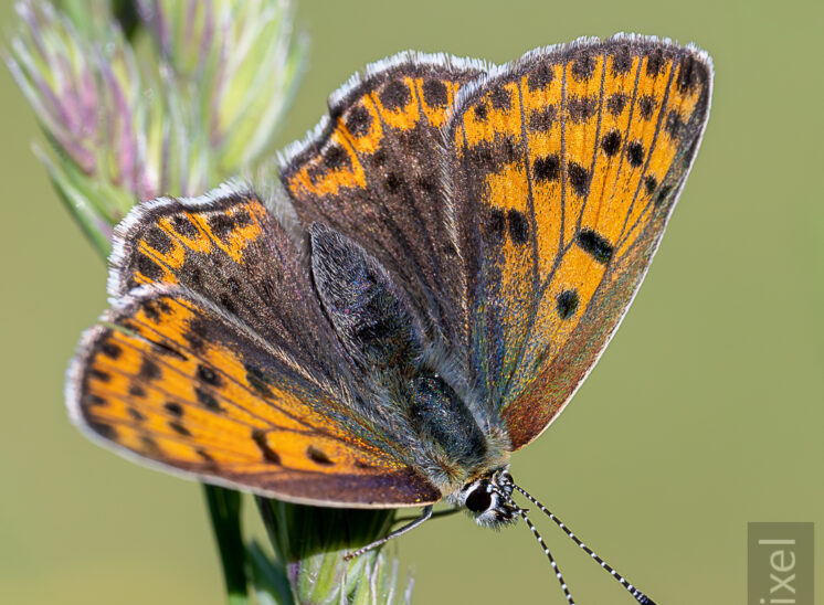 Brauner Feuerfalter (Lycaena tityrus)