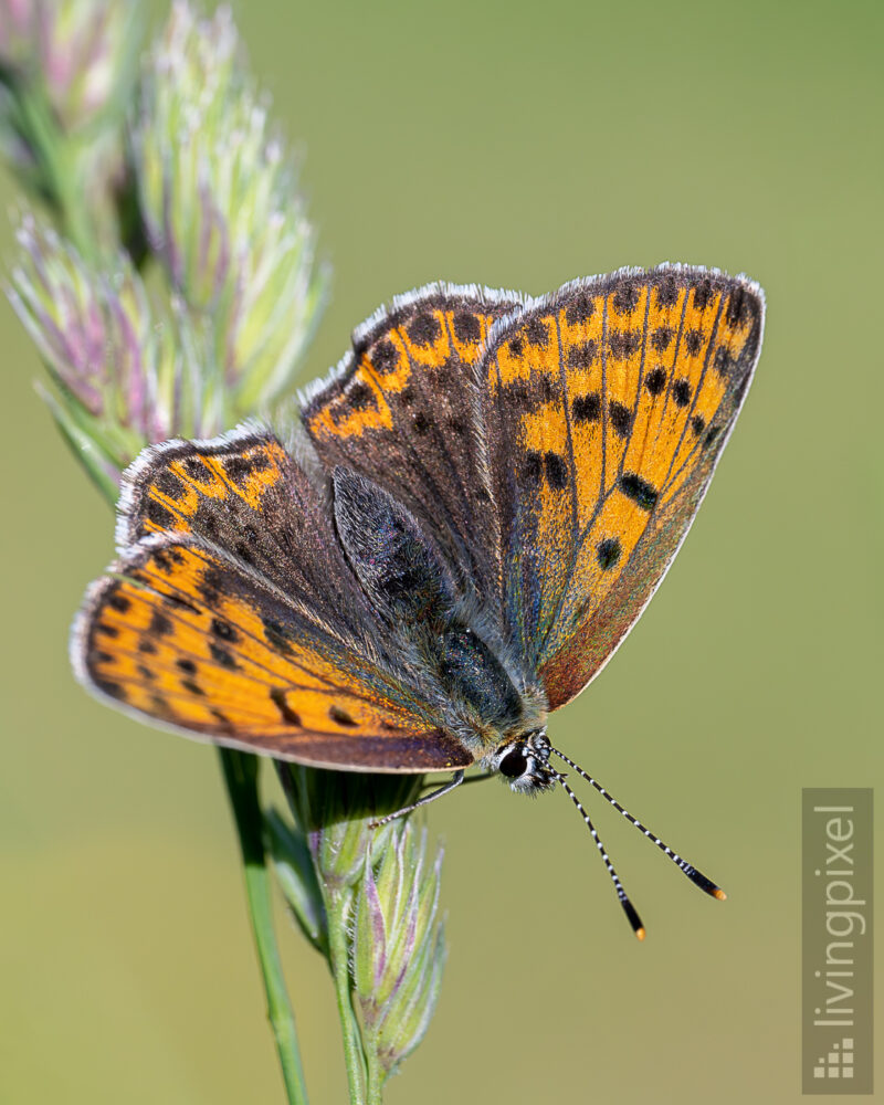 Brauner Feuerfalter (Lycaena tityrus)