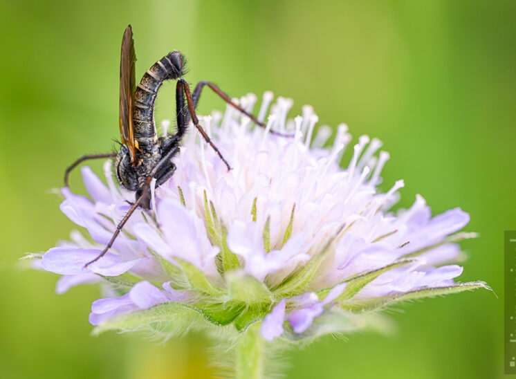 Tanzfliege (Empididae)