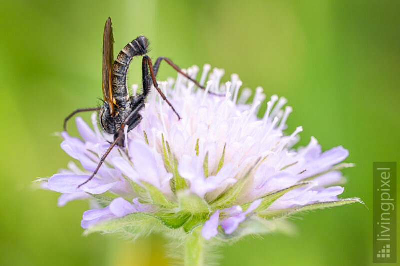 Tanzfliege (Empididae)